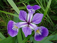 Praktiris (Iris versicolor), ein nordamerikansk art