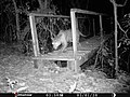 Camera trap recording a jaguar