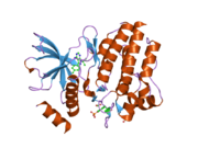 2ivv: CRYSTAL STRUCTURE OF PHOSPHORYLATED RET TYROSINE KINASE DOMAIN COMPLEXED WITH THE INHIBITOR PP1