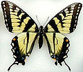 Papilio appalachiensis (Appalachian Tiger Swallowtail)