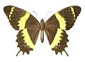 Papilio garamas