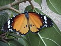 Danaus chrysippus Kleine monarchvlinder