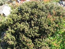 Podocarpus lawrencei, Mt Buller