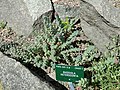 Rhodiola heterodonta