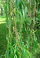 Salix × pendulina nothof. tristis 'Tristis'