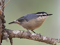 Sittelle corse (S. whiteheadi)