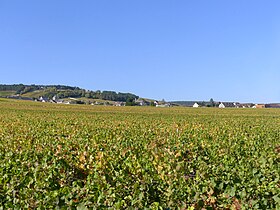 Image illustrative de l’article Volnay (AOC)