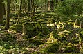 Bemooste Blockhalde im Schannenbacher Moor