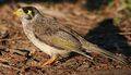 Noisy miner