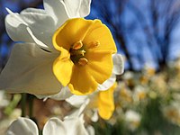 スイセンの花の近接撮影（相模原公園にて撮影）