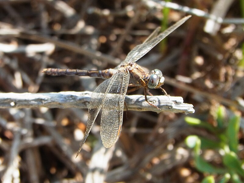 File:Orthetrum coerulescens CBMen 1.jpg