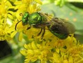 Augochloropsis metallica femella (família Halictidae). Pennsilvania, Estats Units