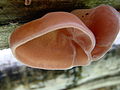 Auricularia fuscosuccinea