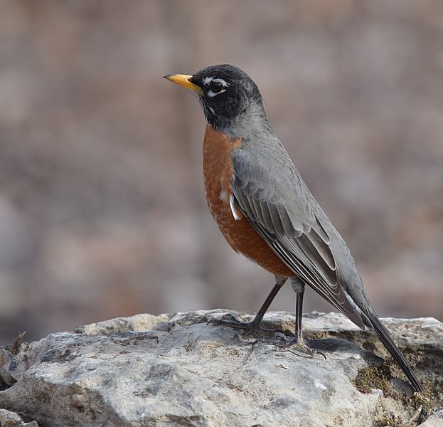 File:American Robin (33290345756).jpg