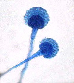 Aspergillus ssp.