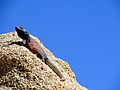 Mascul de Chuckwalla comună în Parcul Național Joshua Tree