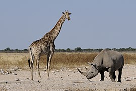 Diceros bicornis (Black Rhinoceros) and Giraffa camelopardalis (Northern Giraffe) Image is also a Featured picture of Giraffa camelopardalis