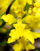 Cyrtochilum revolutum