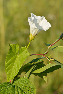 Calystegia sepium