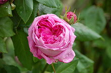 2013 Damaszener-Rose