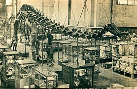 Diplodocus carnegii ved Naturhistorisk museum i México, 1932.