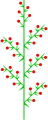 Racemus compositus heterotheticus