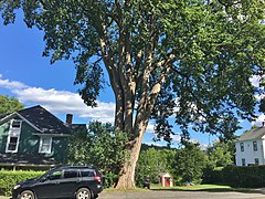 Elm Tree in Lee, MA - August 2020.jpg