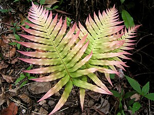 A colourful fern seen beside the track at Springbrook