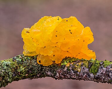 Gele trilzwam (Tremella mesenterica) op dode tak van een eik 15-01-2021. (actm.) 02