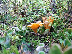 Golden (yellow) chantarelles