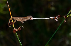 Hunter baby chameleon