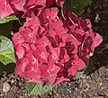 Hortensia con flores rosas