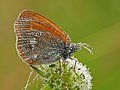 Coenonympha glycerion