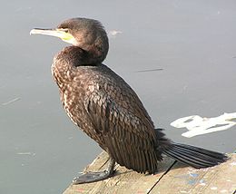 Didysis kormoranas (Phalacrocorax carbo)