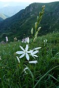 Phalangère à fleurs de Lis