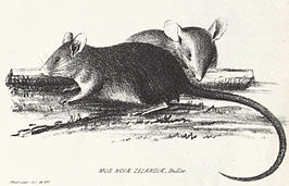 Polynesische rat