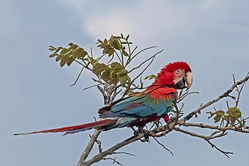 Red-and-green macaw