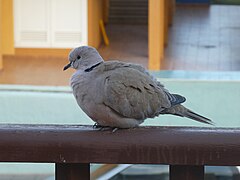 Streptopelia decaocto 04.jpg