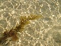 L'espèce invasive Sargassum muticum se fixe dans des grandes flaques et cuvettes de l'étage médiolittoral, du fait de sa taille et de sa densité.