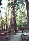 Mariposa Grove Museum