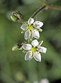 Blütenstand mit fünfzähligen Blüten.