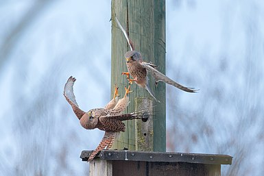 Photographie de deux oiseaux.