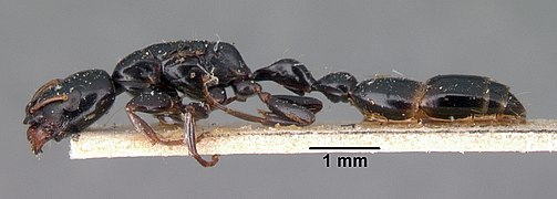 Tetraponera diana.