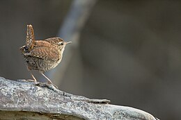 Ökörszem (Nannus troglodytes)