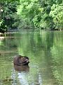 Ein Nutria in der Fischa