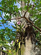 Orquideas en Coche, Caracas Venezuela 2024 (4).jpg