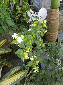 Buxus Citrifolia picture taken in Puerto Rico.jpg