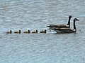 Baskett Slough National Wildlife Refuge