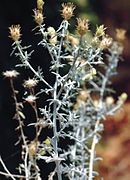 August 25: the flowering plant Centaurea soskae