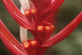 Christmas Heliconia - Heliconia angusta (33580264052).jpg